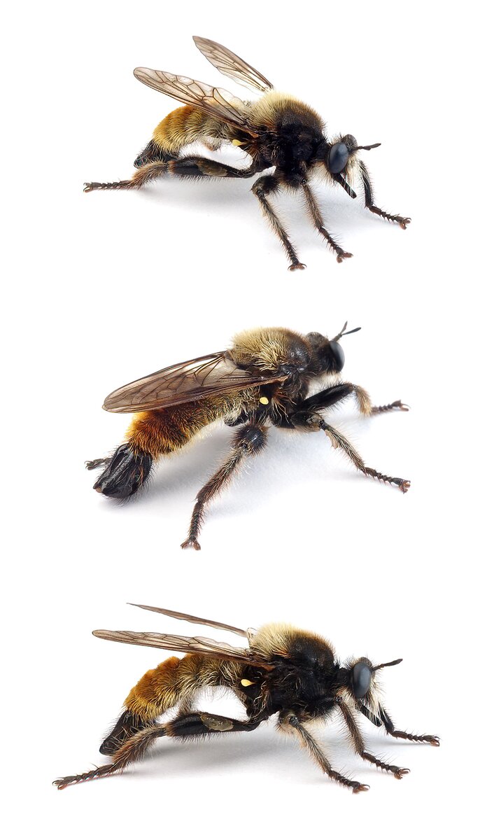 Laphria flava